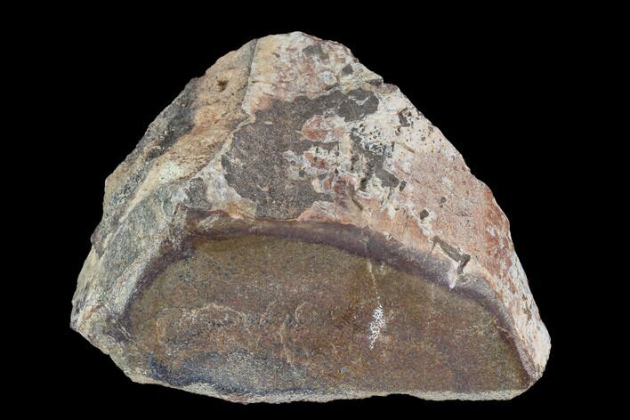Polished Dinosaur Bone (Gembone) Section - Colorado #96439
